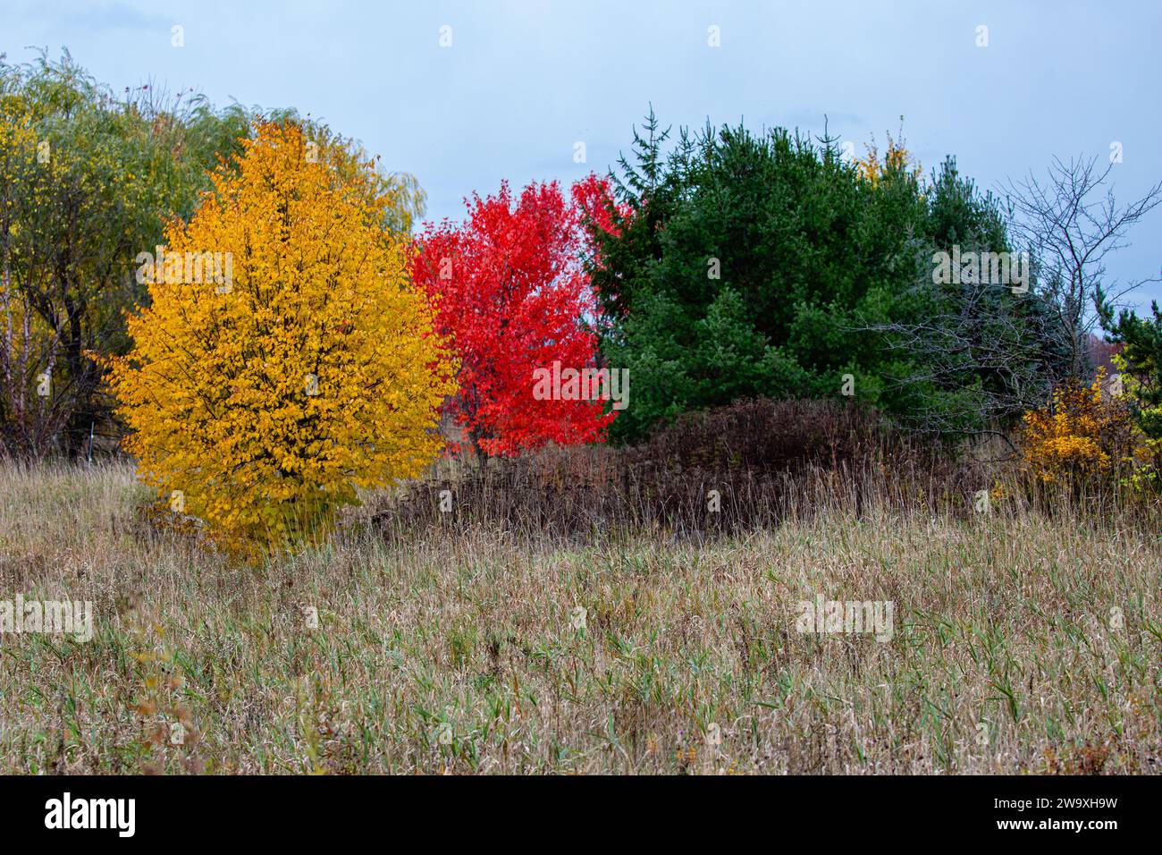 Érables et pins du Wisconsin en octobre, horizontal Banque D'Images