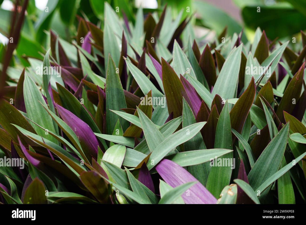 Tradescantia spathacea (plante d'huîtres, boulier, Moïse dans le berceau, adam hawa) avec un fond naturel. Banque D'Images