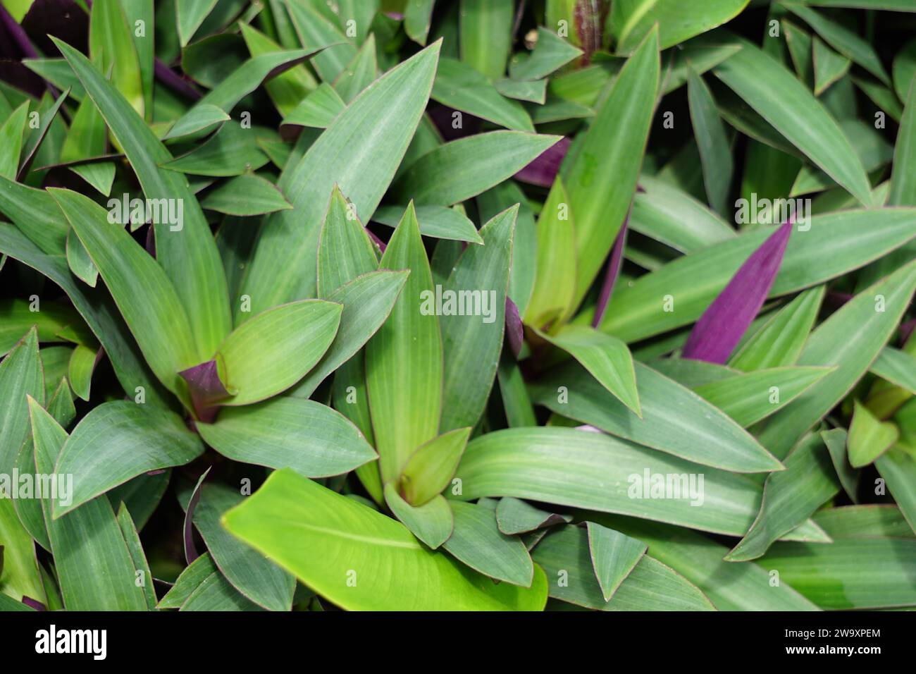 Tradescantia spathacea (plante d'huîtres, boulier, Moïse dans le berceau, adam hawa) avec un fond naturel. Banque D'Images