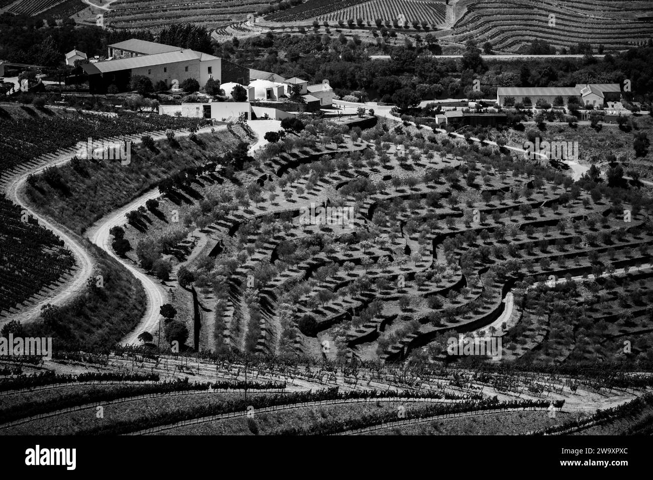 Vignobles dans la vallée du Douro, Portugal. Photo noir et blanc. Banque D'Images
