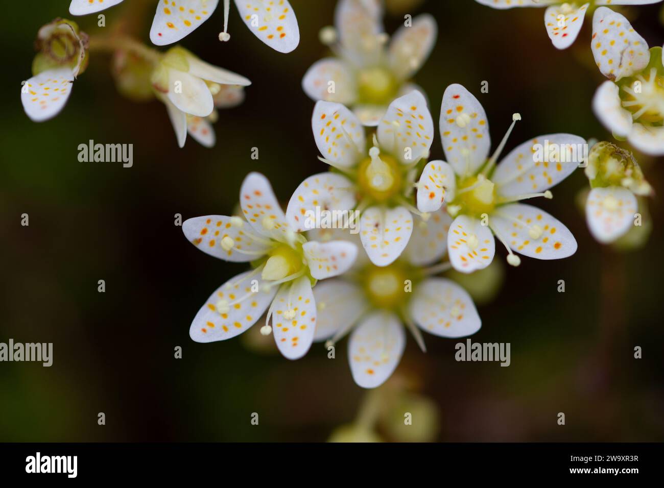 Saxifrage piquant ou saxifrage à trois dents, petites fleurs blanches de couleur crème avec des taches rouges et orange jaunâtre. Pousse dans l'Arctique canadien Banque D'Images
