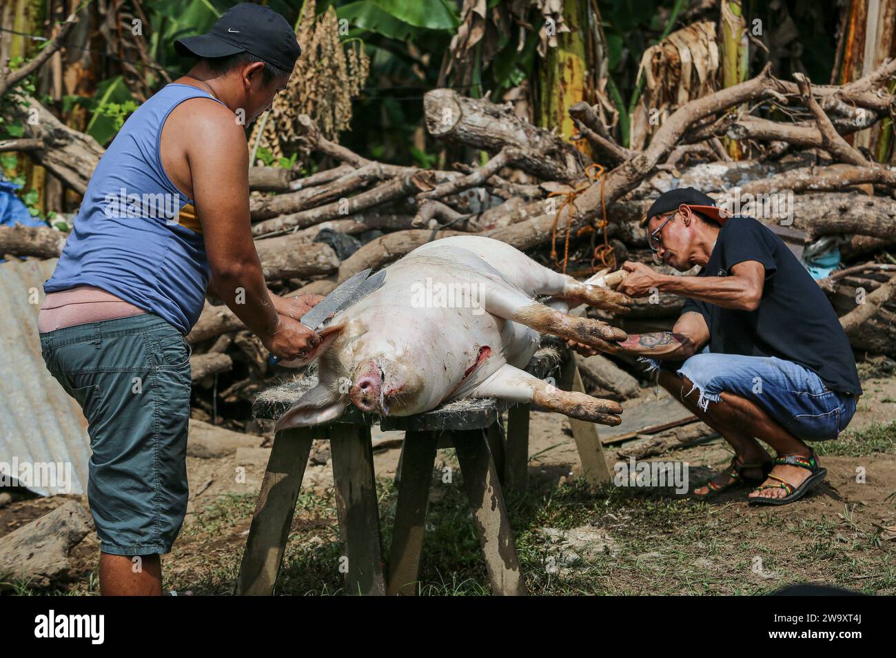 San Jose del Monte, Philippines. 31 décembre 2023 : abattage traditionnel des porcs pour les célébrations du nouvel an au milieu des palmiers. Dans la partie nord-est de Manille sururbanisée, la vie rurale philippine retrouve ses droits et l’abattage de porcs fait maison est une pratique courante, loin des normes industrielles ou du bien-être animal. Pleines de superstitions (pas de poulet / poisson), les familles Philippines devront attendre minuit pour se rassembler pour Media Noche, un dîner festif fort qui dure jusqu'au matin et célébrer la fin de la plus longue saison de Noël et de vacances au monde.crédit : Kevin Izorce / Alamy Live News Banque D'Images
