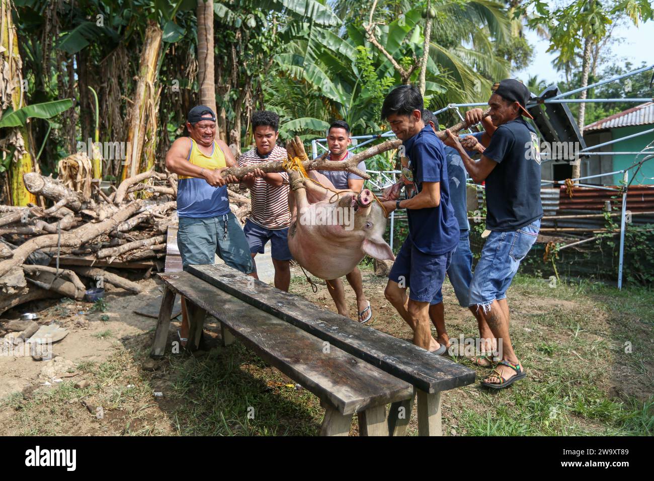 San Jose del Monte, Philippines. 31 décembre 2023 : abattage traditionnel des porcs pour les célébrations du nouvel an au milieu des palmiers. Dans la partie nord-est de Manille sururbanisée, la vie rurale philippine retrouve ses droits et l’abattage de porcs fait maison est une pratique courante, loin des normes industrielles ou du bien-être animal. Pleines de superstitions (pas de poulet / poisson), les familles Philippines devront attendre minuit pour se rassembler pour Media Noche, un dîner festif fort qui dure jusqu'au matin et célébrer la fin de la plus longue saison de Noël et de vacances au monde.crédit : Kevin Izorce / Alamy Live News Banque D'Images