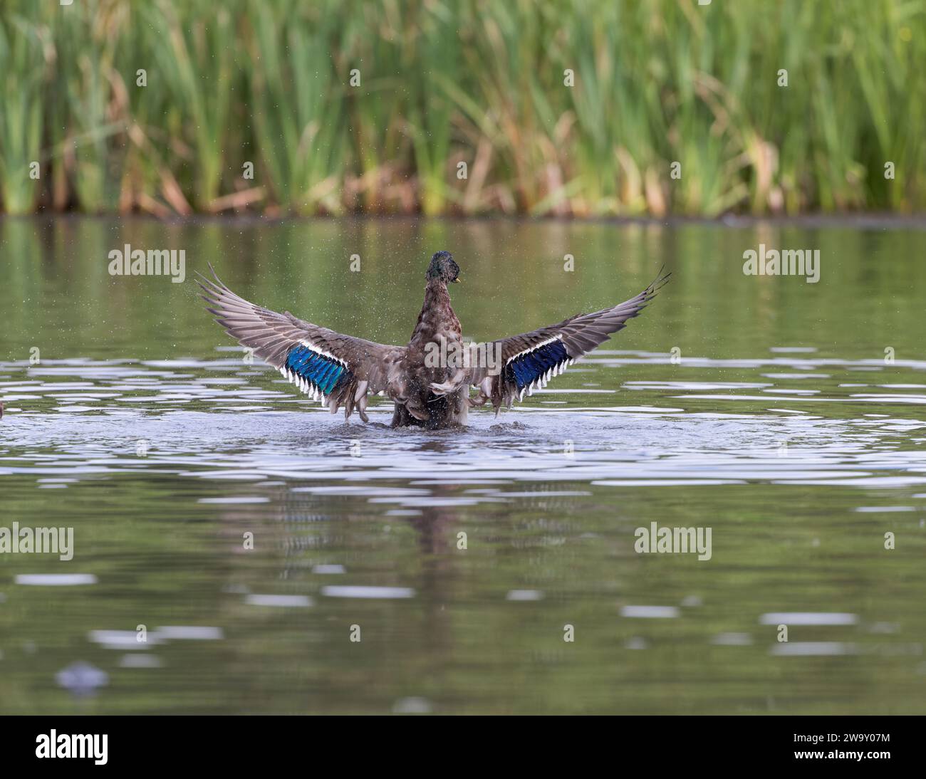 Canard colvert [Anas platyrhynchos] par derrière éclaboussant sur un étang avec des ailes déployées Banque D'Images