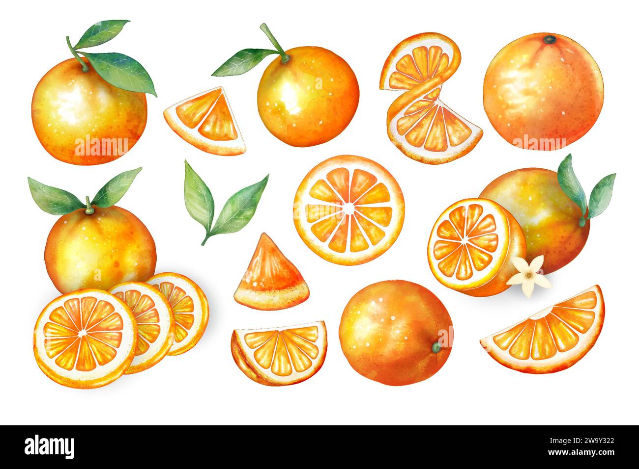 Ensemble de fruits orange de style aquarelle sur vecteur de fond blanc, chaque pièce peut séparer chacun Illustration de Vecteur