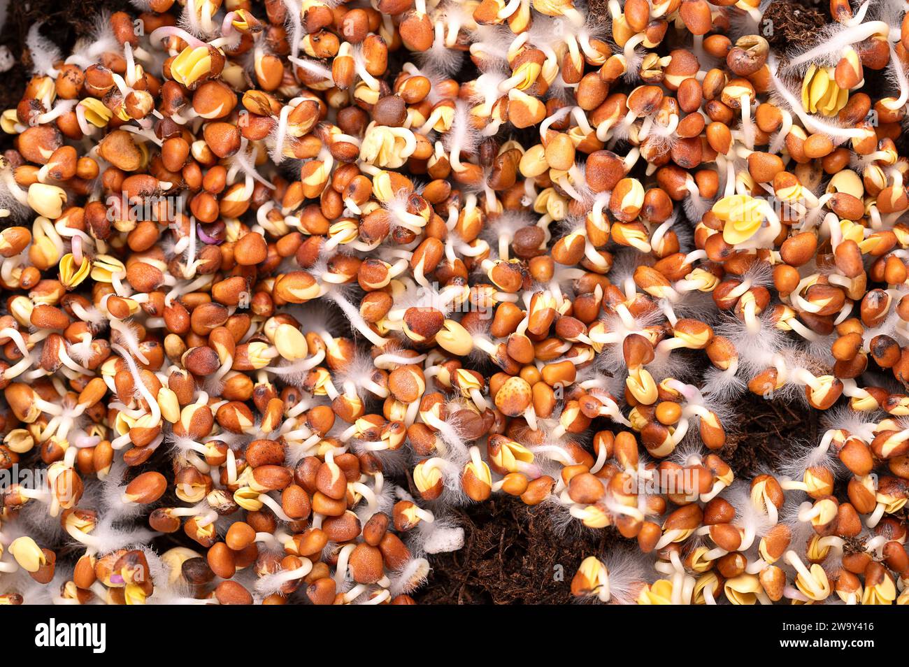 Germes de radis germant sur le sol de l'humus, gros plan, d'en haut. Germination Raphanus sativus, avec de petits poils racinaires, souvent confondus avec la moisissure. Banque D'Images
