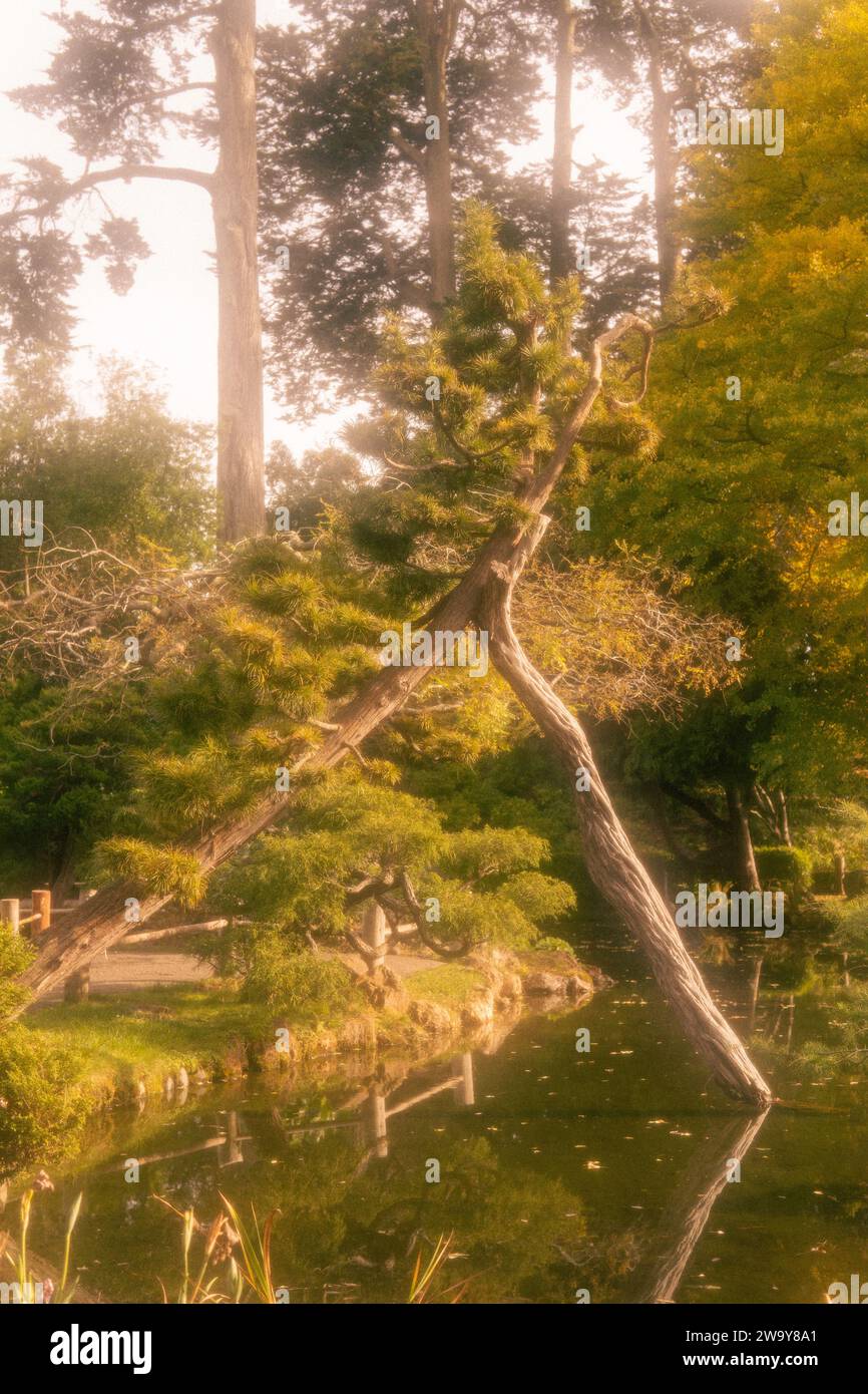 Lac dans un jardin de thé japonais Banque D'Images
