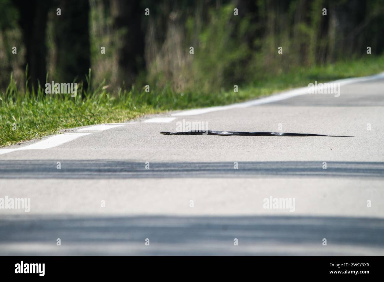 Serpent rat (hierophis viridiflavus) rampant rapidement traversant une route de campagne - concept de risque d'accident de la route de la faune Banque D'Images