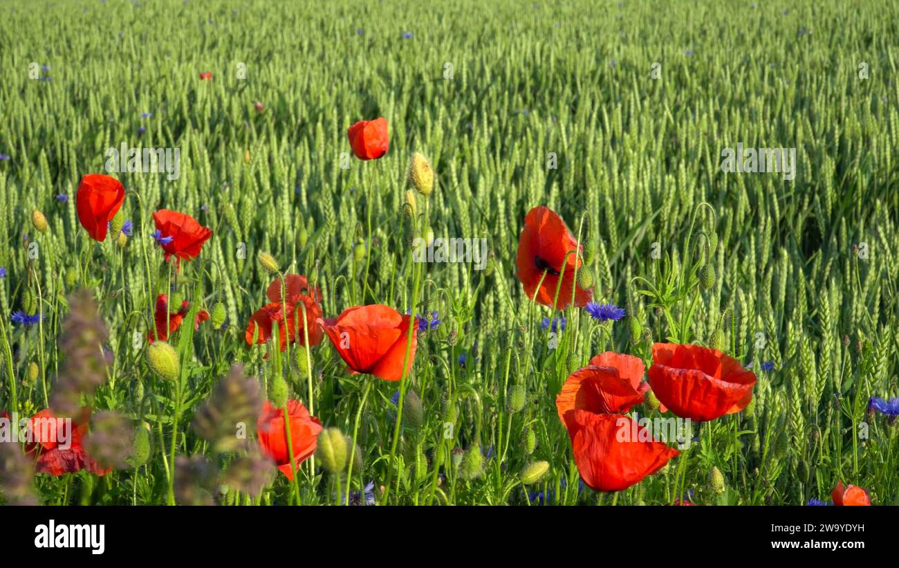 Une vue rapprochée de coquelicots avec des fleurs de seigle près d'un champ agricole avec des épis verts immatures d'orge pendant le solstice. La beauté des terres agricoles dans s Banque D'Images