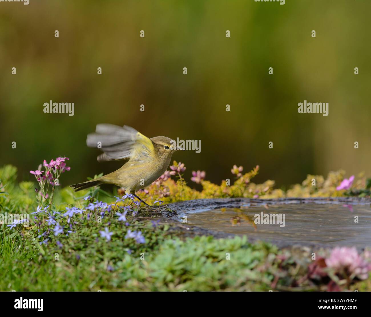 Paruline de saule Phylloscopus trochilus, descendant au bain d'oiseaux dans le jardin, comté de Durham, Angleterre, Royaume-Uni, octobre. Banque D'Images