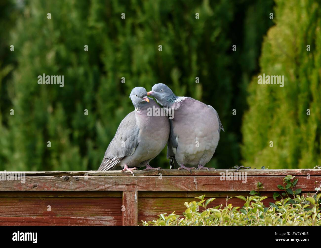 Columbus Columba palumbus, couple exécutant un rituel de cour, perché sur la clôture du jardin, comté de Durham, Angleterre, Royaume-Uni, mars. Banque D'Images