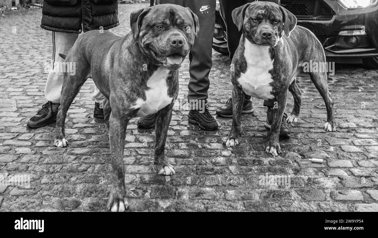 Une image en noir et blanc de deux chiens géants doux et féroces. Banque D'Images
