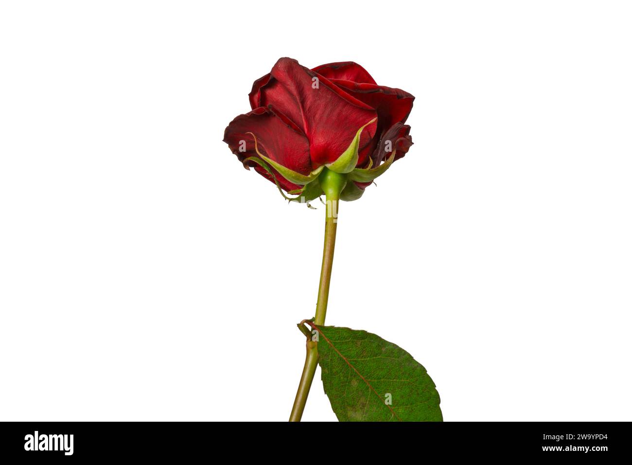 Belle rose rouge isolée sur un fond blanc. Banque D'Images