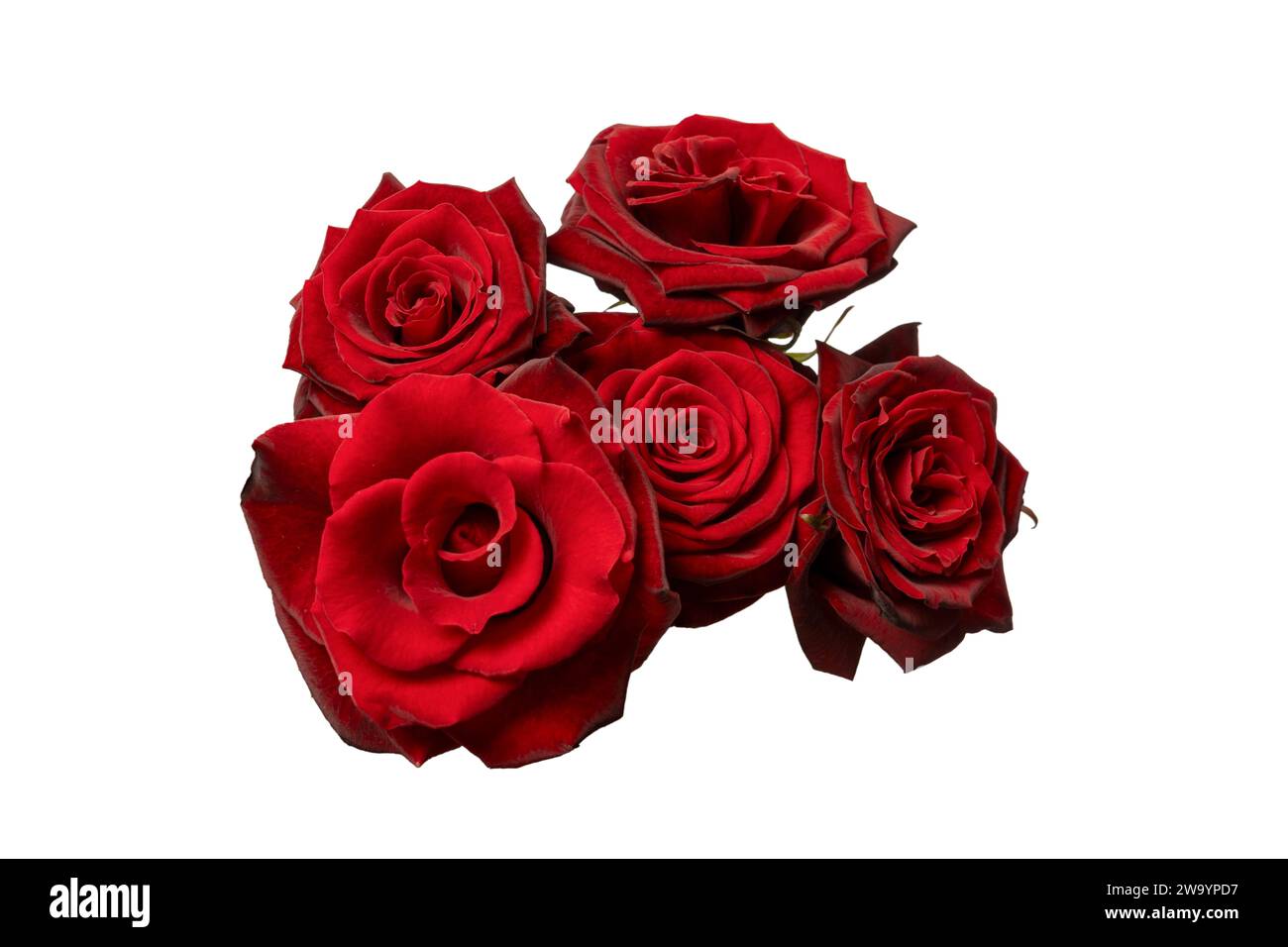 Un bouquet de belles roses rouges isolées sur un fond blanc. Vue de dessus. Banque D'Images