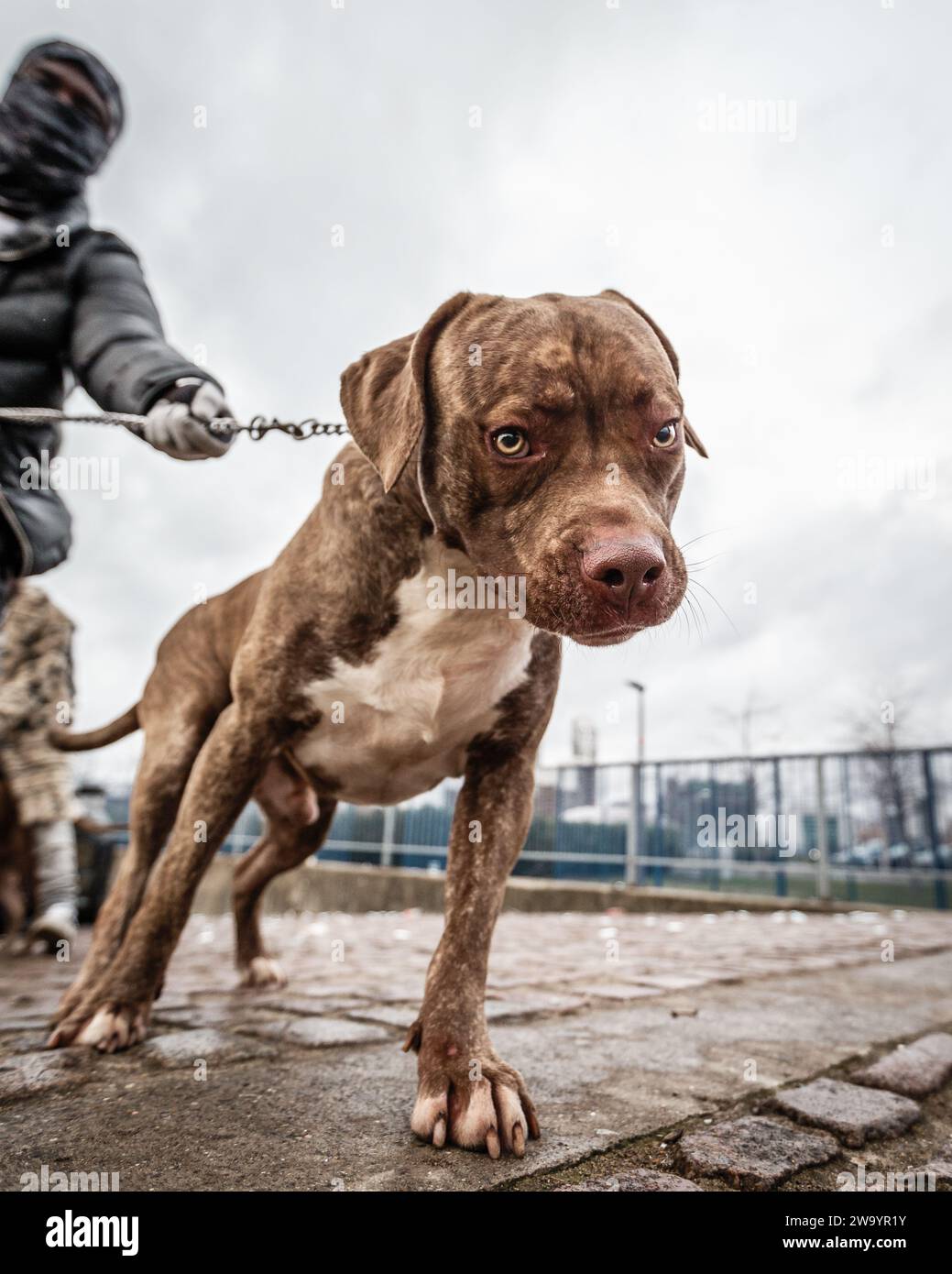 Un doux chien géant pose pour une photo. Banque D'Images