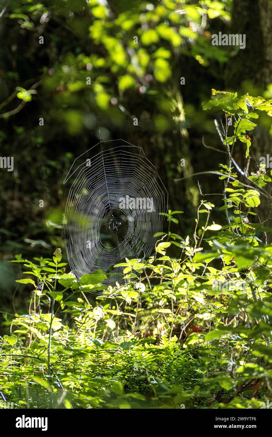 Toile d'araignée dans un jardin Banque D'Images