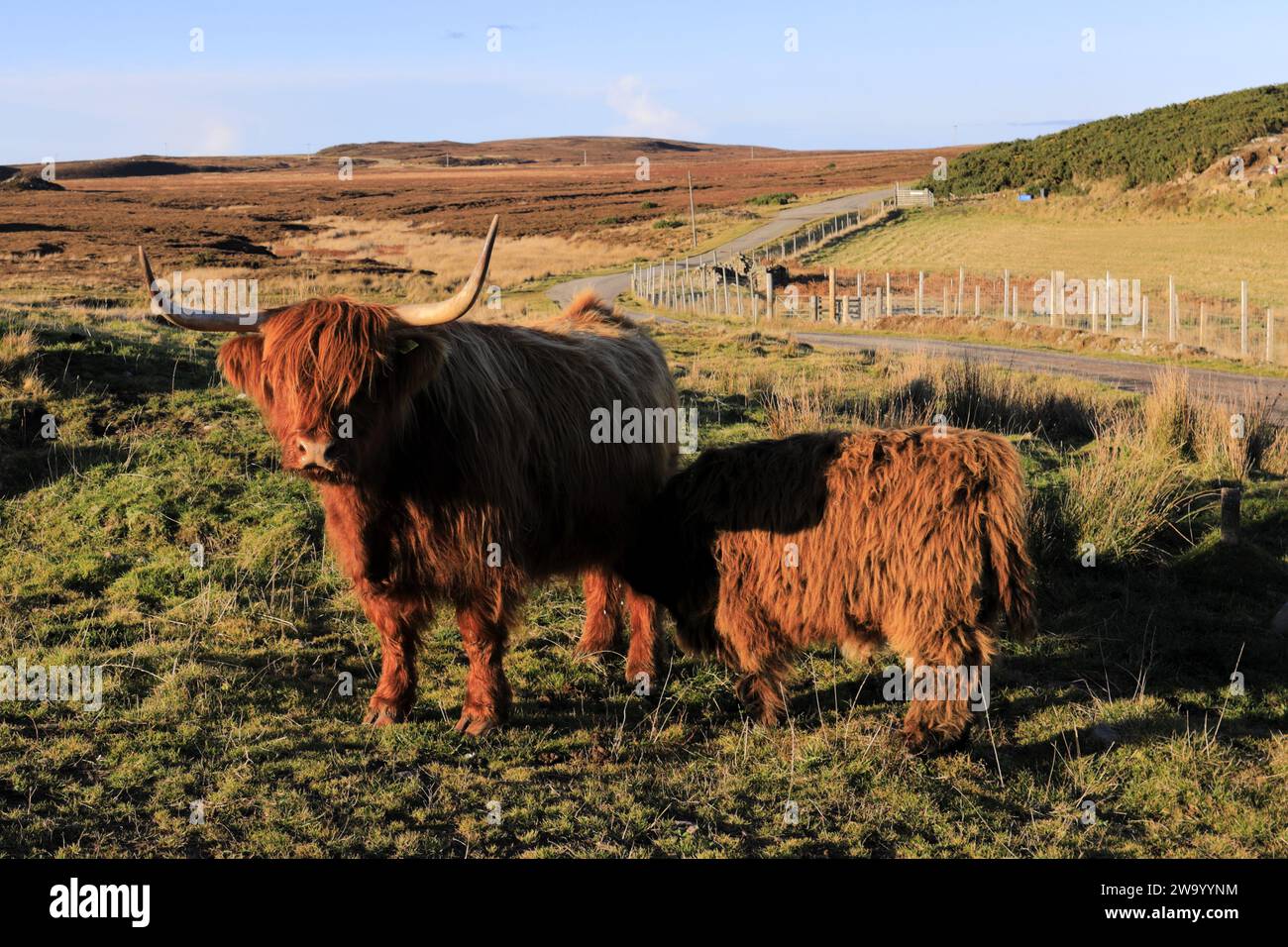 Vache écossaise des hautes terres à Dunnet Head, Caithness, Écosse, Royaume-Uni Banque D'Images