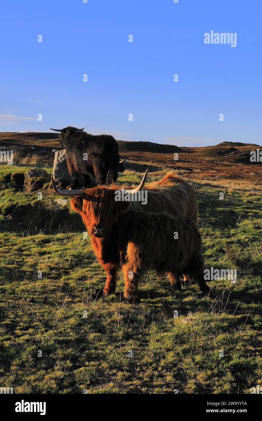 Vache écossaise des hautes terres à Dunnet Head, Caithness, Écosse, Royaume-Uni Banque D'Images