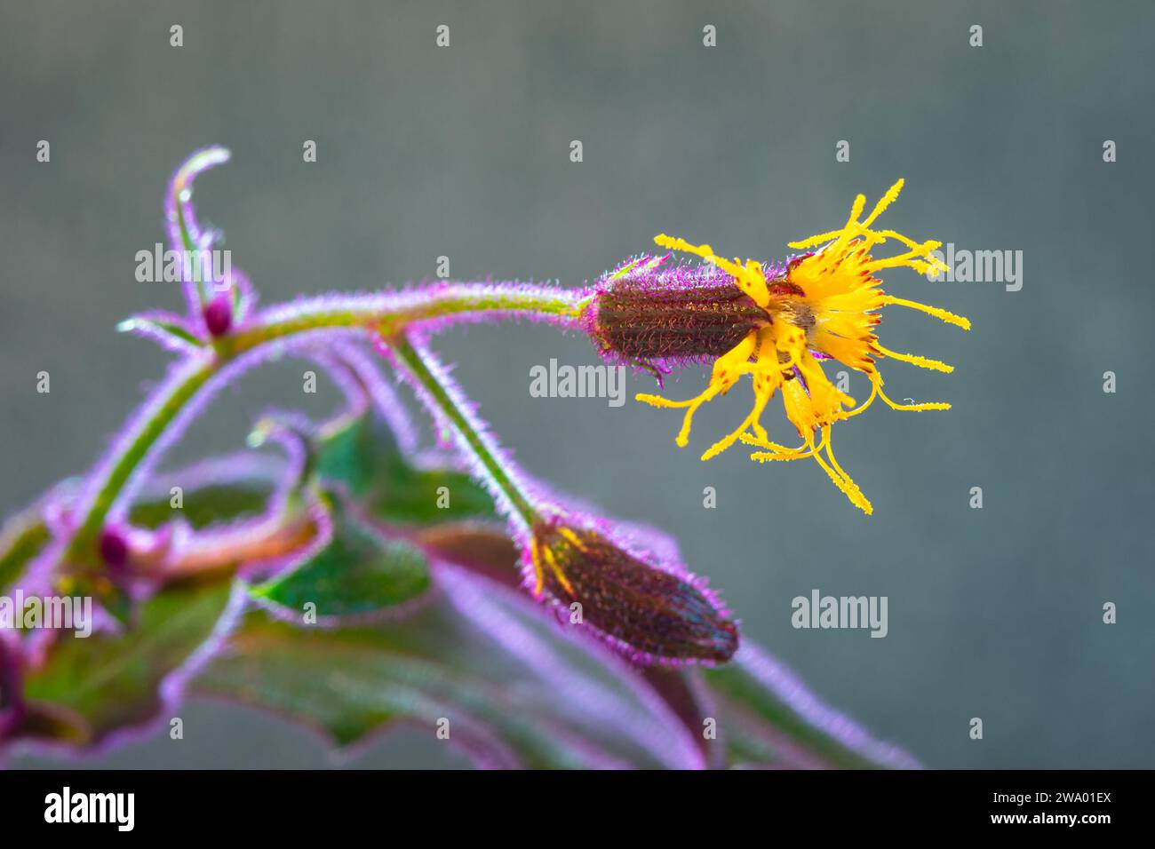 Macro image de la fleur jaune d'une plante de Gymura à feuilles violette-vert (Gymura aurantiaca). Banque D'Images