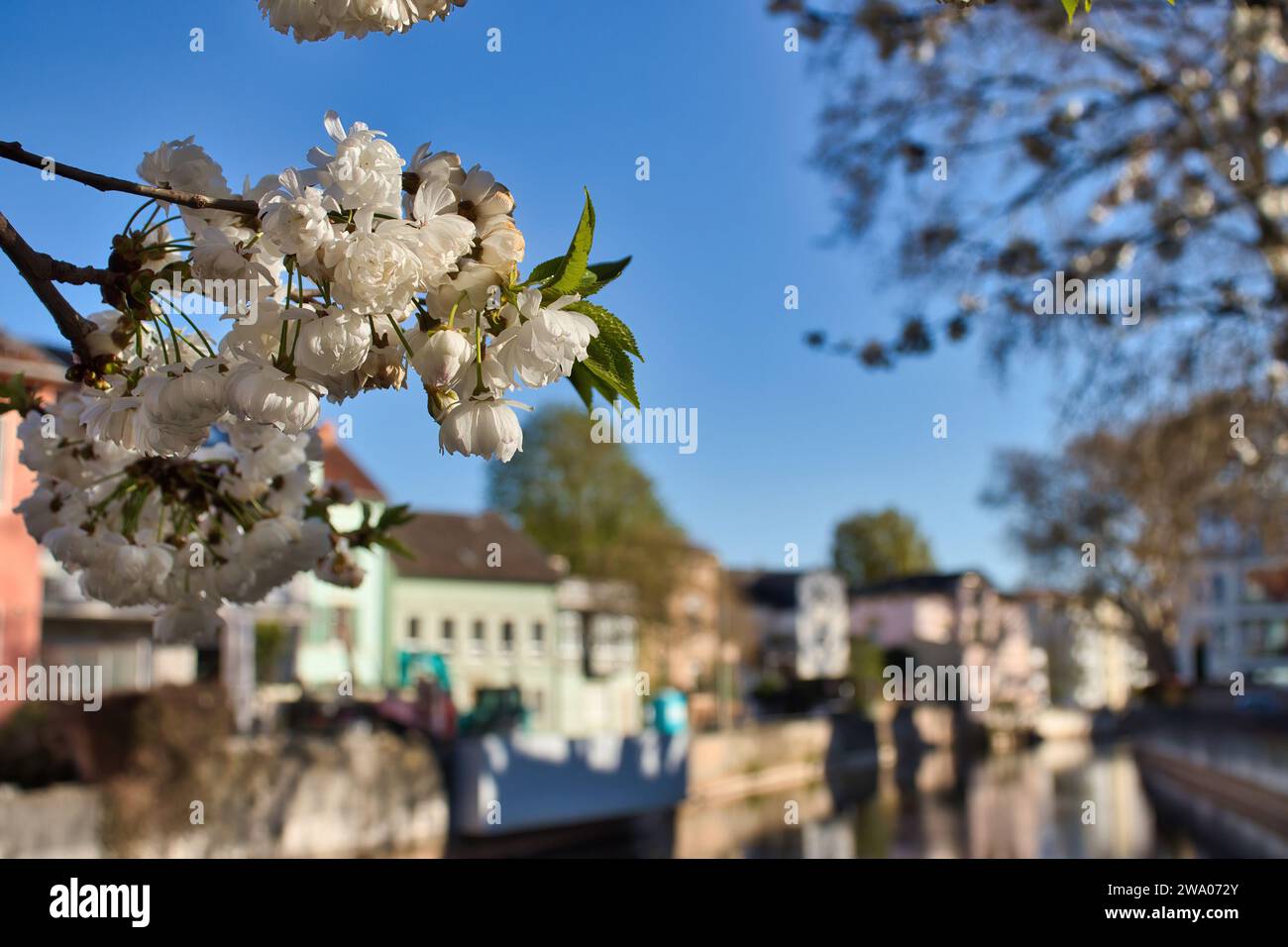 Bad Kreuznach, Allemagne - 25 avril 2021 : fleurs blanches sur une branche d'arbre suspendue au-dessus de la rivière Nahe avec des bâtiments en arrière-plan sur une source chaude Banque D'Images