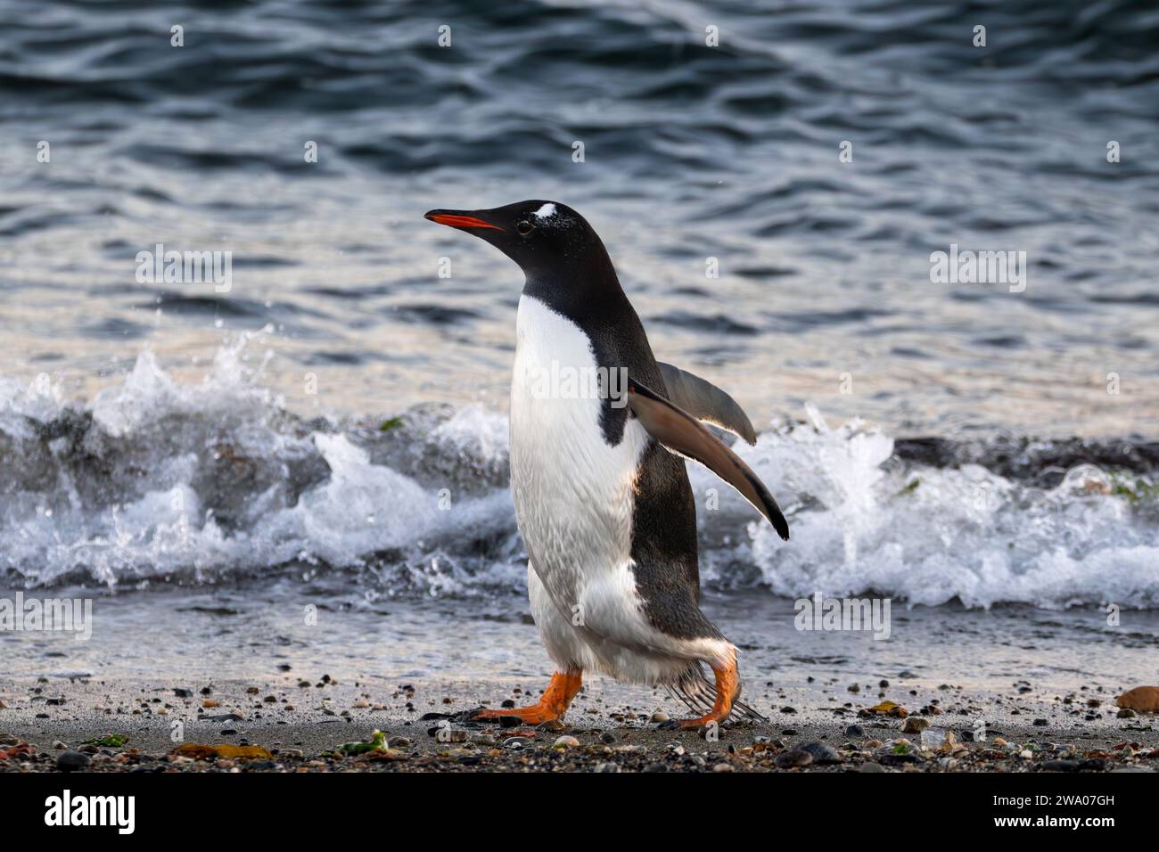 un pingouin gentoo dansant près de l'océan Banque D'Images