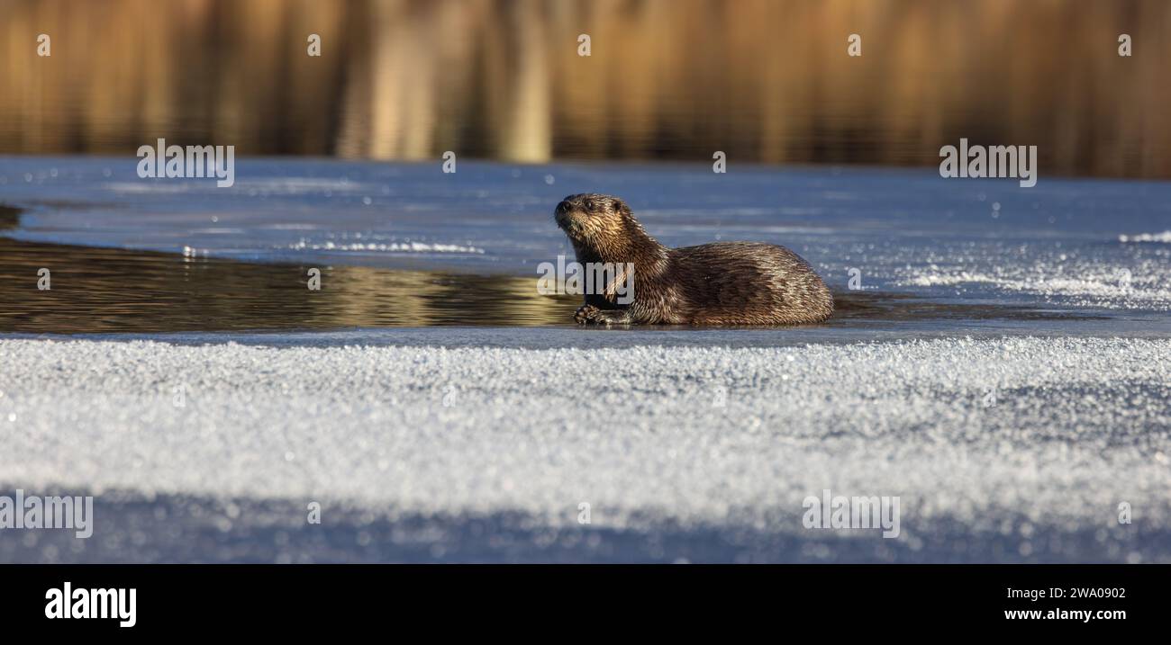 Loutre de rivière sur le lac Blaisdell dans le nord du Wisconsin. Banque D'Images