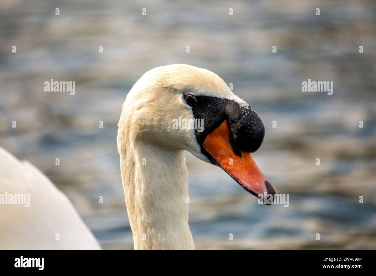 Cygnus spp., le cygne blanc adulte, orne les eaux sereines avec une élégance royale. Son plumage immaculé et sa présence gracieuse en font un symbole de beauté et Banque D'Images