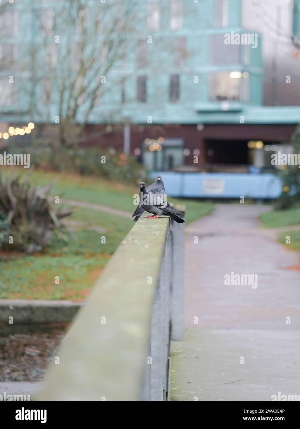 Deux pigeons perchés dans le parc Banque D'Images