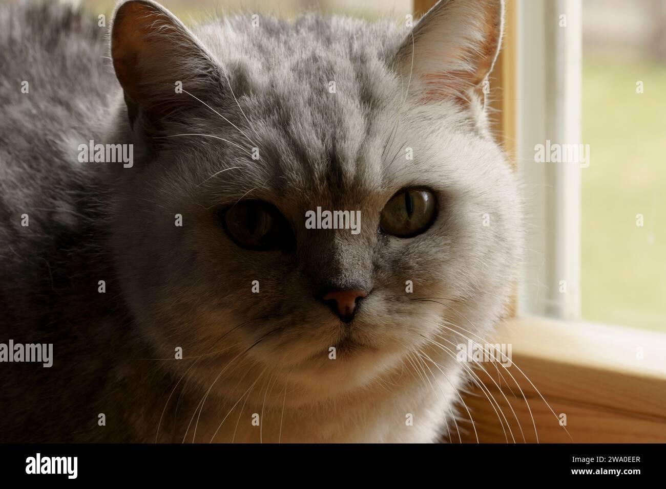 British Shorthair Cat dans un gros plan vif Banque D'Images