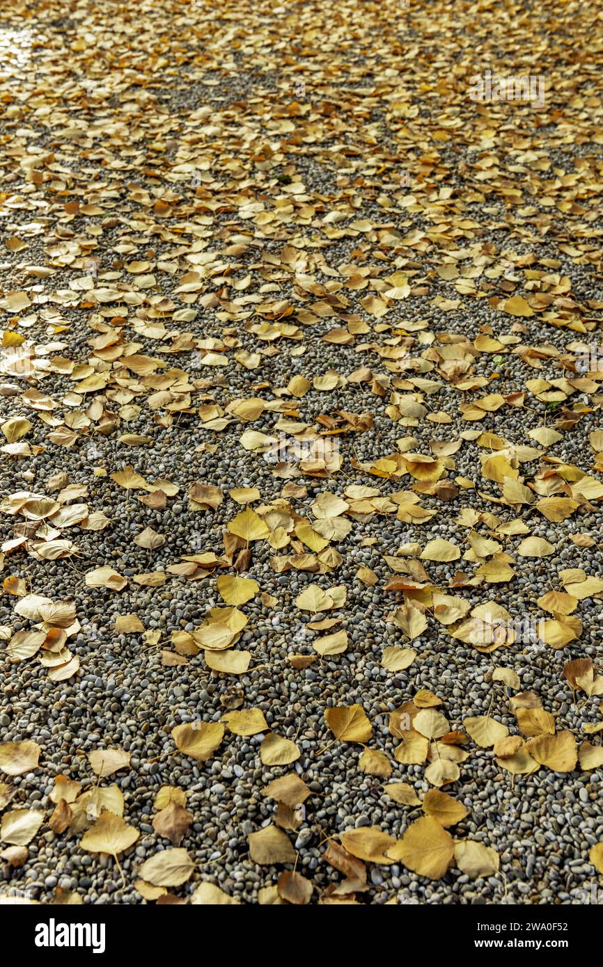 Un sol de gravier recouvert de feuilles d'arbres tombées à sec Banque D'Images