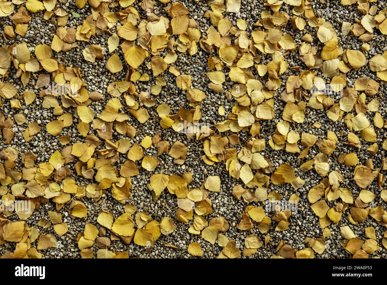 Un sol de gravier recouvert de feuilles sèches d'arbres tombés Banque D'Images