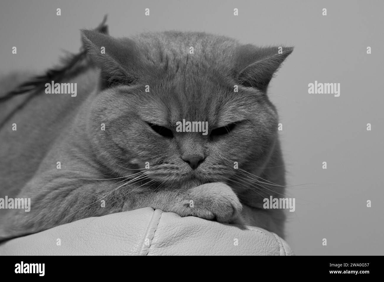British Shorthair Cat dans un gros plan vif Banque D'Images