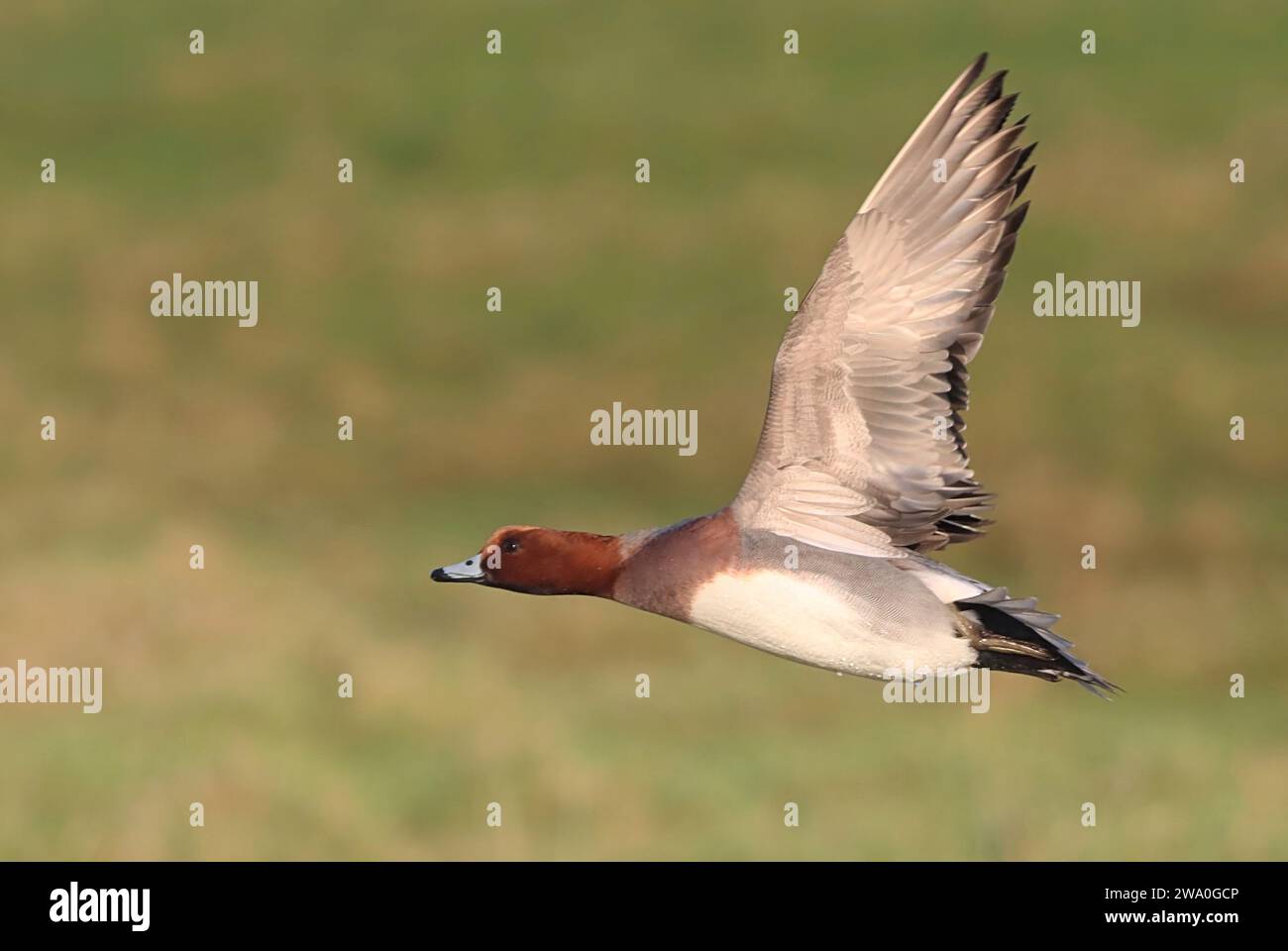 Wigeon eurasien mâle (Mareca penelope) en vol. Banque D'Images