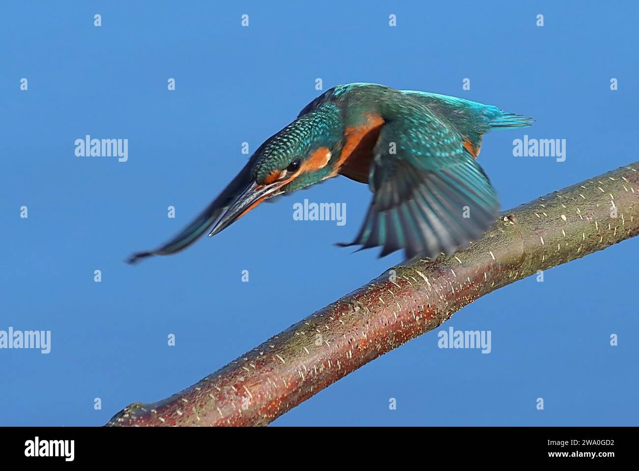 Eurasian Kingfisher (Alcedo Atthis) en vol décollant. Banque D'Images