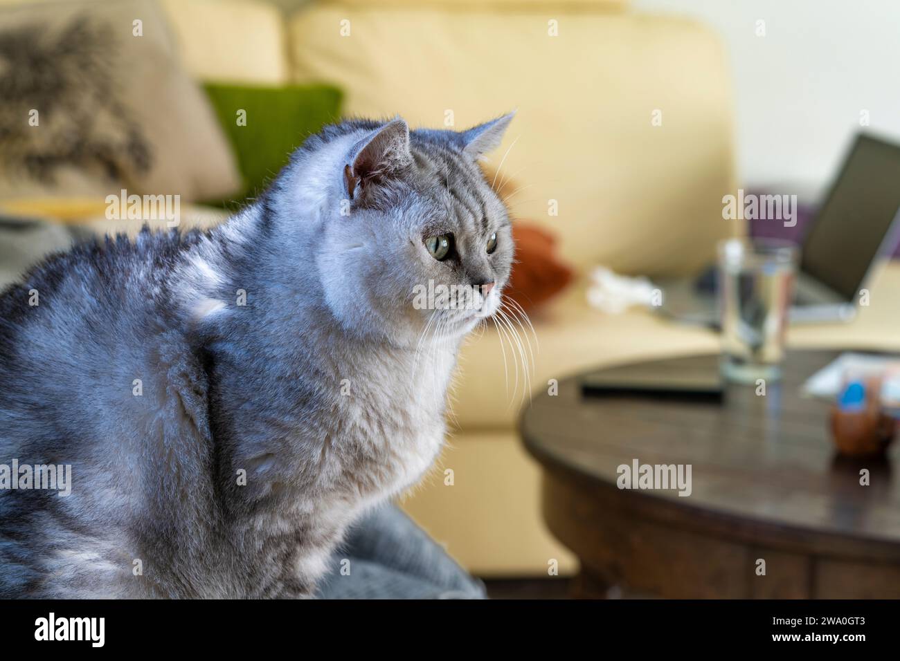 British Shorthair Cat dans un gros plan vif Banque D'Images