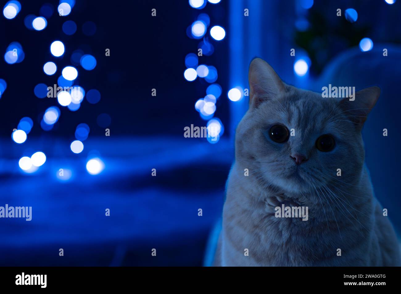 Chat britannique shorthair dans les lumières de Noël Banque D'Images