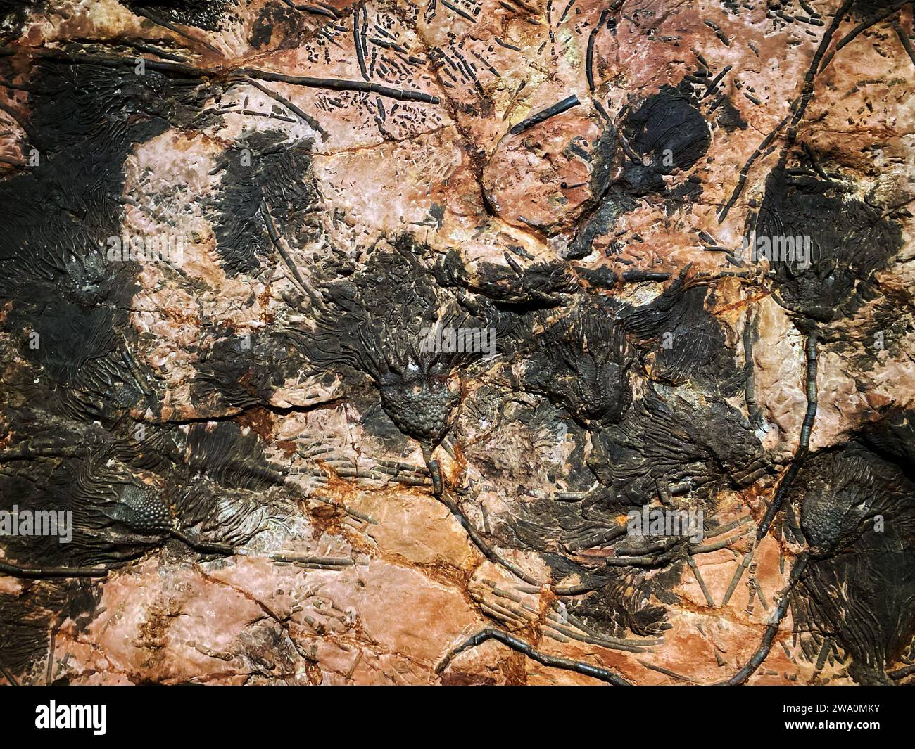 Fossile de Scyphocrinus elegans, un crinoïde éteint Banque D'Images