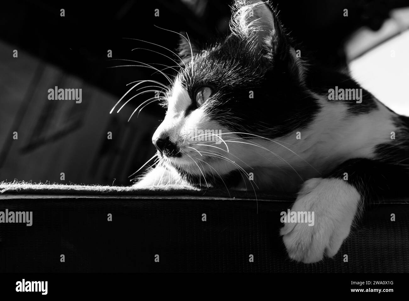 Portrait noir et blanc du visage et d'un chat attentif et curieux. la vie sauvage. Banque D'Images