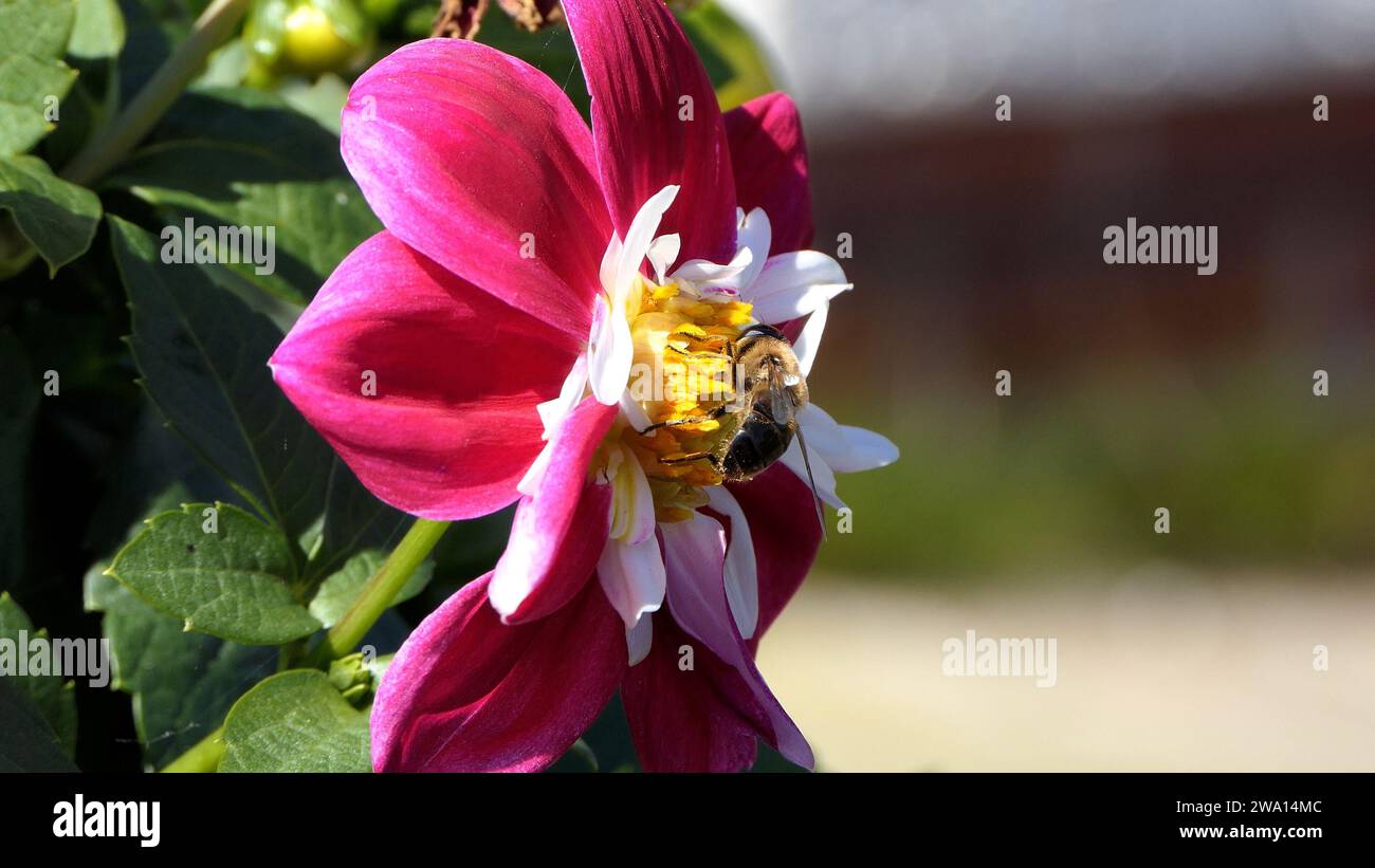 Abeille sur un Dahlia en fleur dans un jardin au Royaume-Uni Banque D'Images