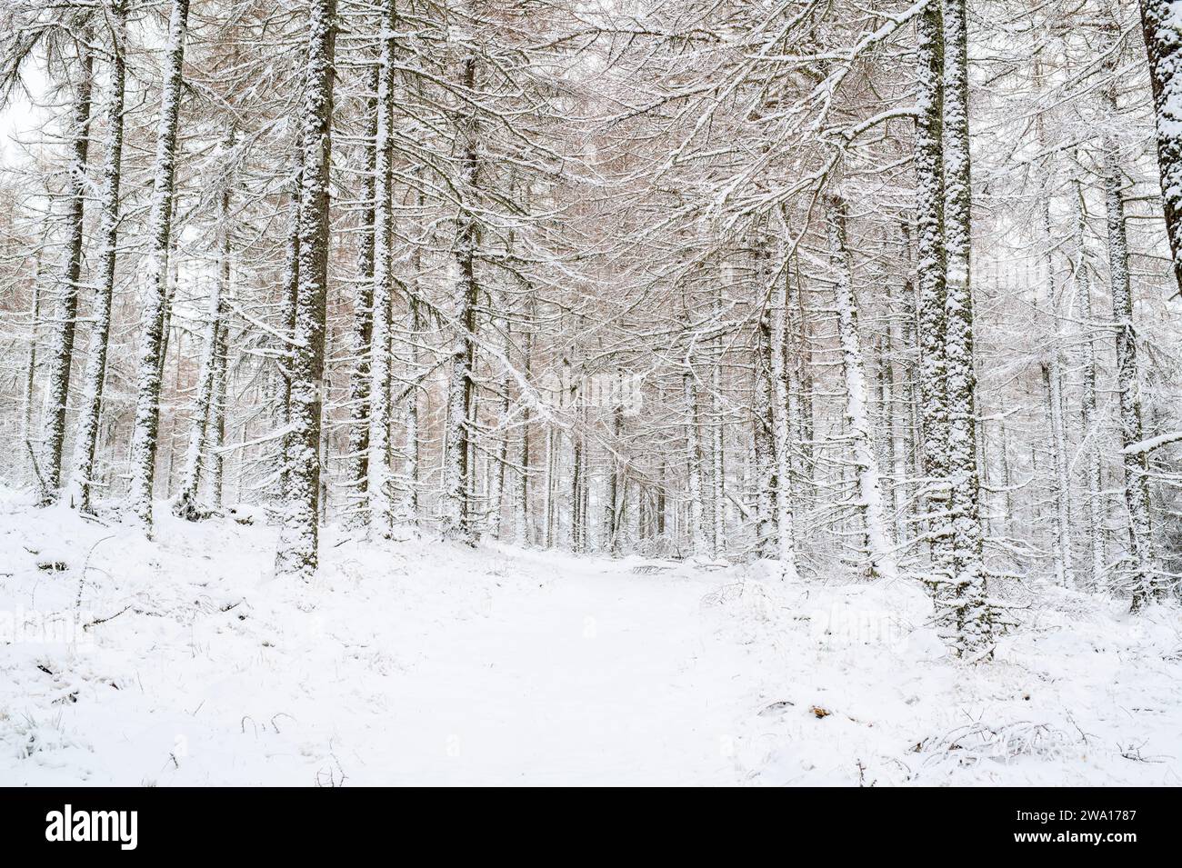 Piste boisée à travers les mélèzes dans la neige. Huntley, Aberdeenshire, Écosse Banque D'Images