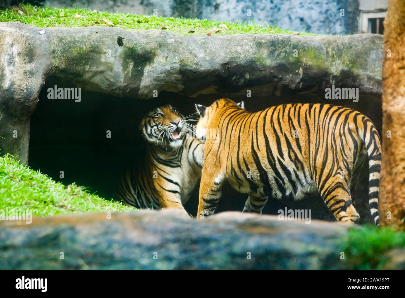 Deux tigres se battent amoureusement dans un parc national au Sri Lanka. Zoo de Dehiwala. Banque D'Images