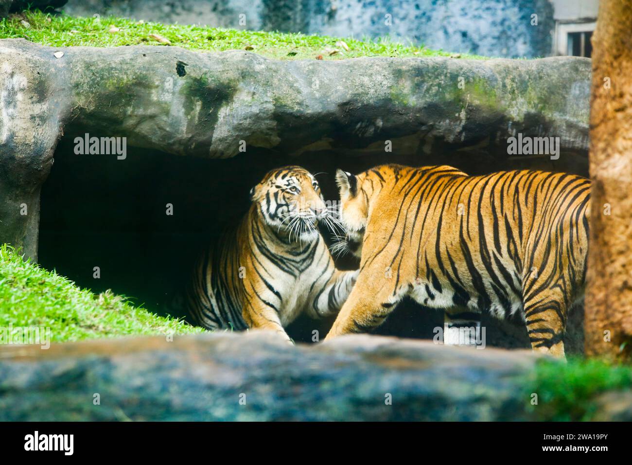 Deux tigres se battent amoureusement dans un parc national au Sri Lanka. Zoo de Dehiwala. Banque D'Images