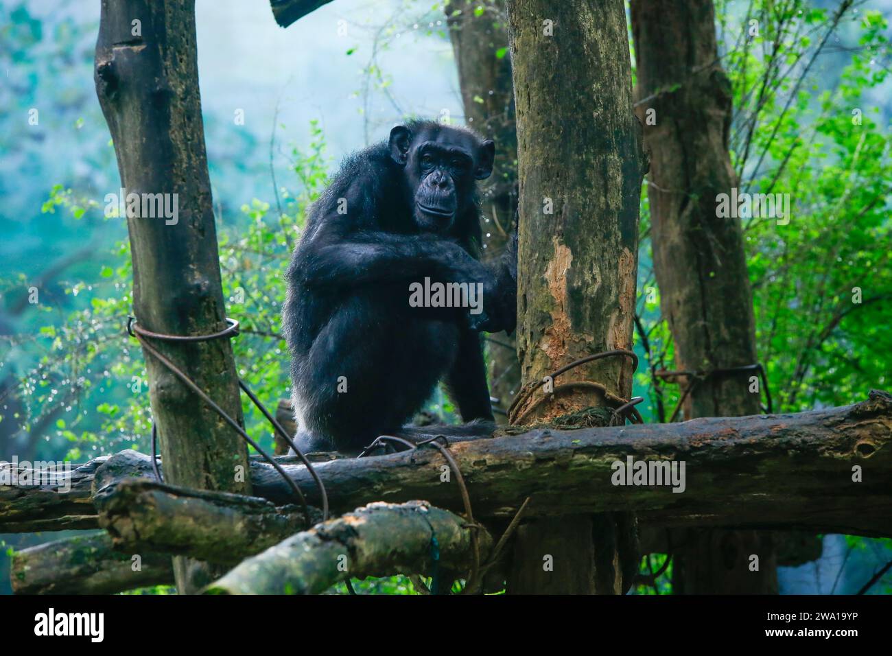 Après s'être mouillé sous la pluie vue rapprochée d'un chimpanzé adulte seul dans le zoo avec fond naturel vert. Il provient du parc national du Sri Lanka. Banque D'Images
