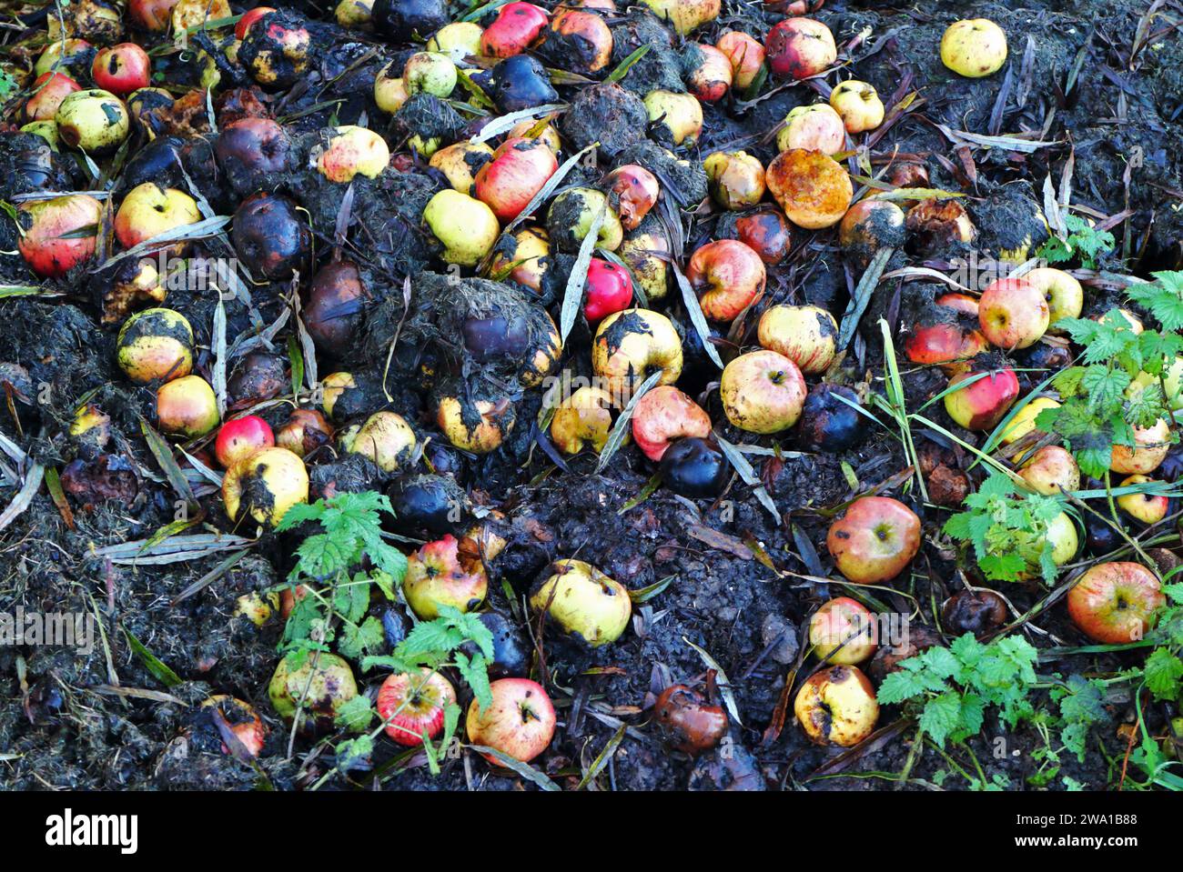 Un résumé de pommes jetées avec d'autres déchets de jardin par le sentier de la rive sur les Norfolk Broads à Potter Heigham, Norfolk, Royaume-Uni. Banque D'Images