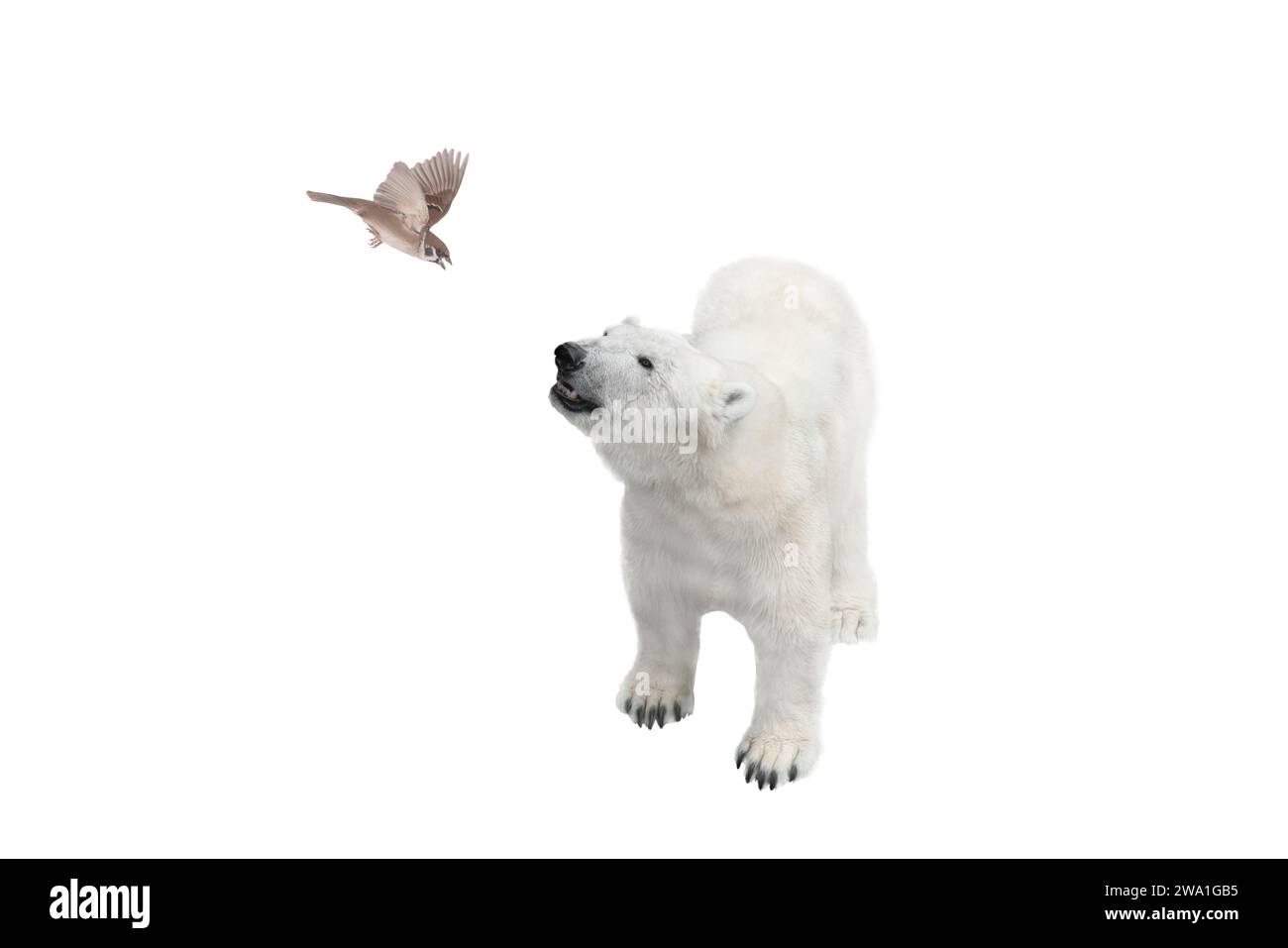 ours polaire et moineau volant isolés sur un fond blanc Banque D'Images