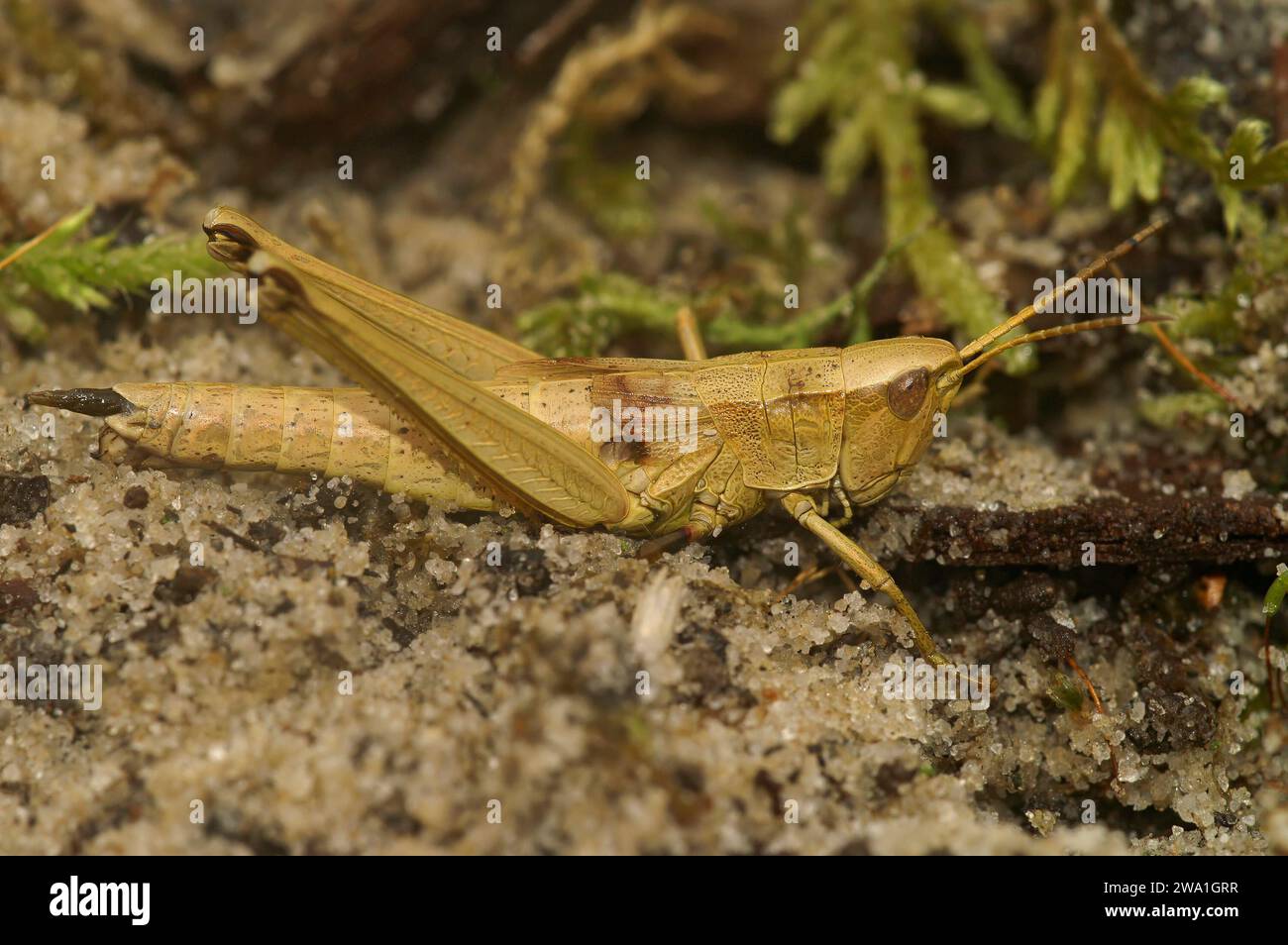 Gros plan détaillé sur une sauterelle d'or femelle de couleur brune, Chrysochraon dispar assis sur le sol Banque D'Images