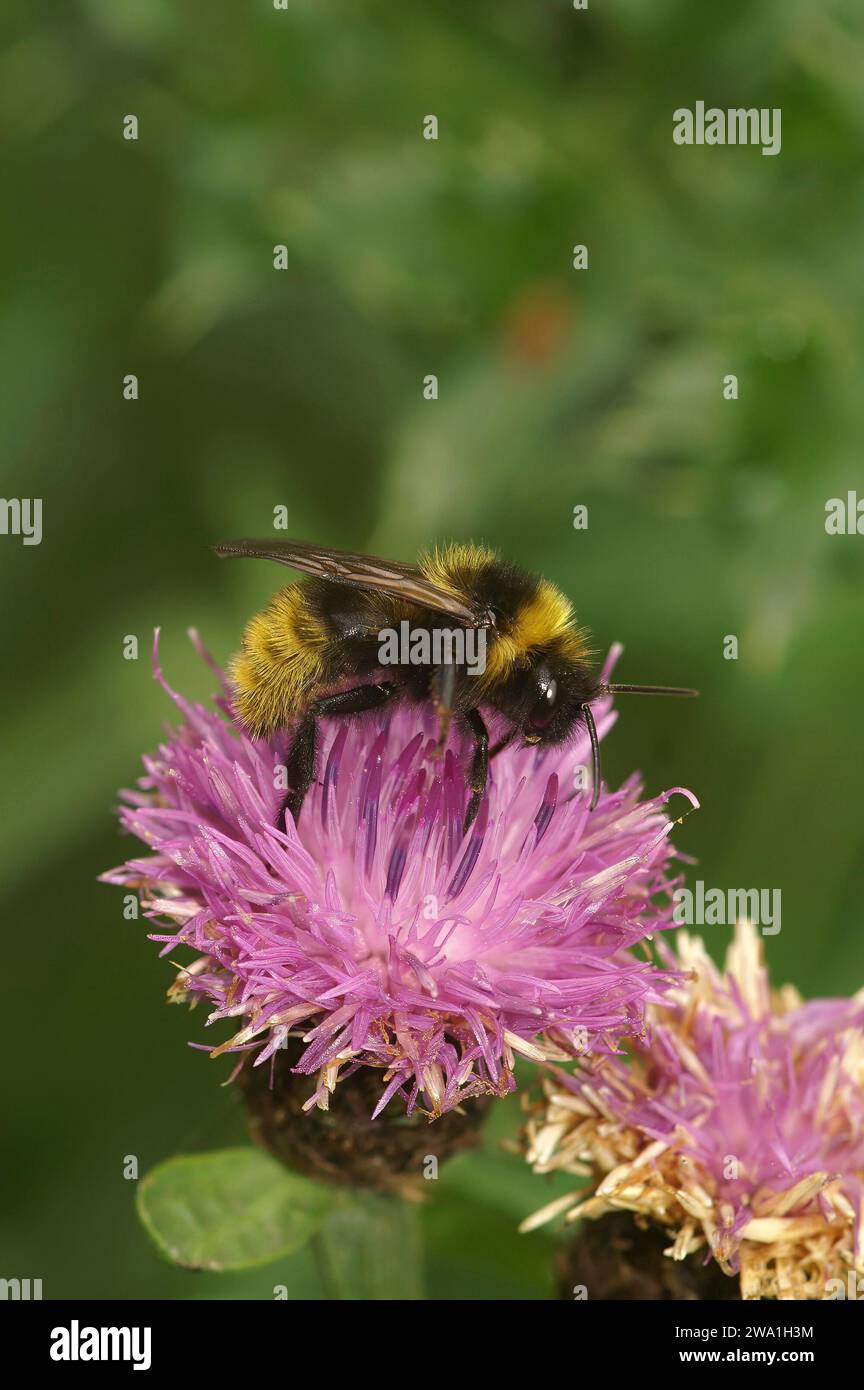 Gros plan naturel sur une cleptoparasite champ Cuckoo-abeille , Bombus campestris assis sur une brindille Banque D'Images