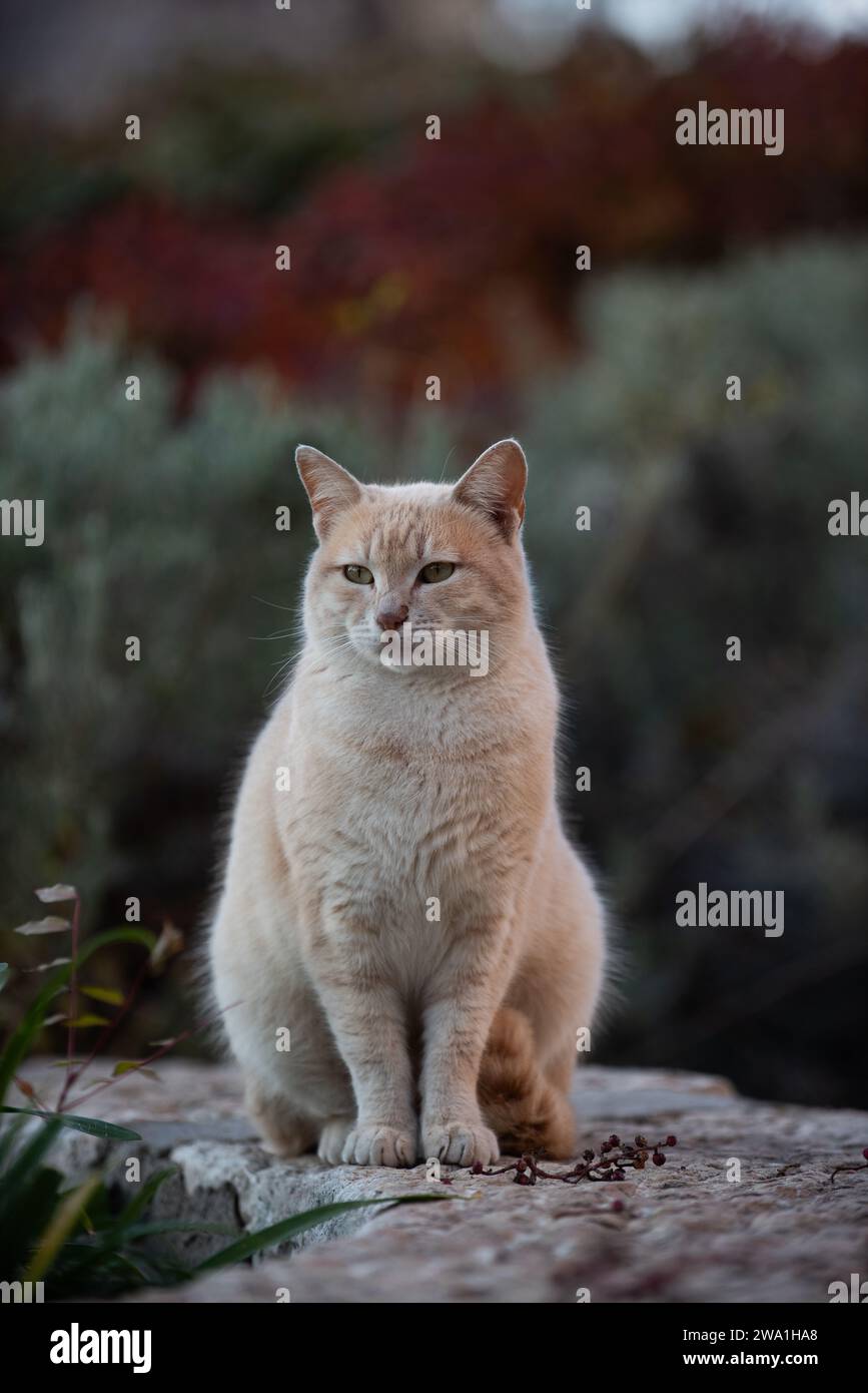 Portrait d'une belle, paisible, sauvage, orange, adulte, chat de rue de Jérusalem sauvage reposant dans un jardin. Banque D'Images