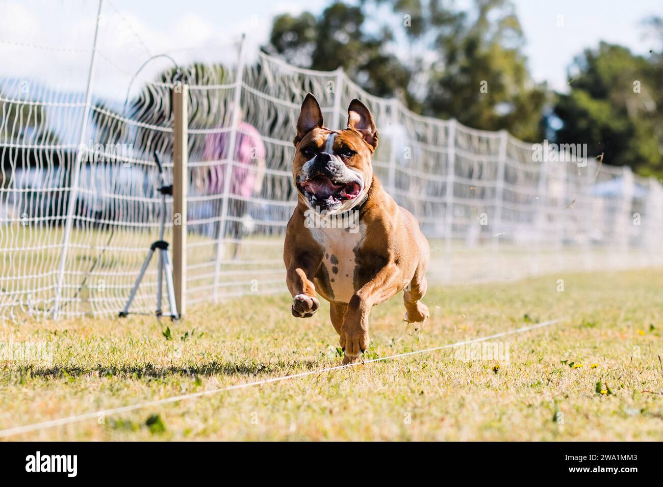 Heureux Bulldog américain course leurre course chien sport au soleil Banque D'Images