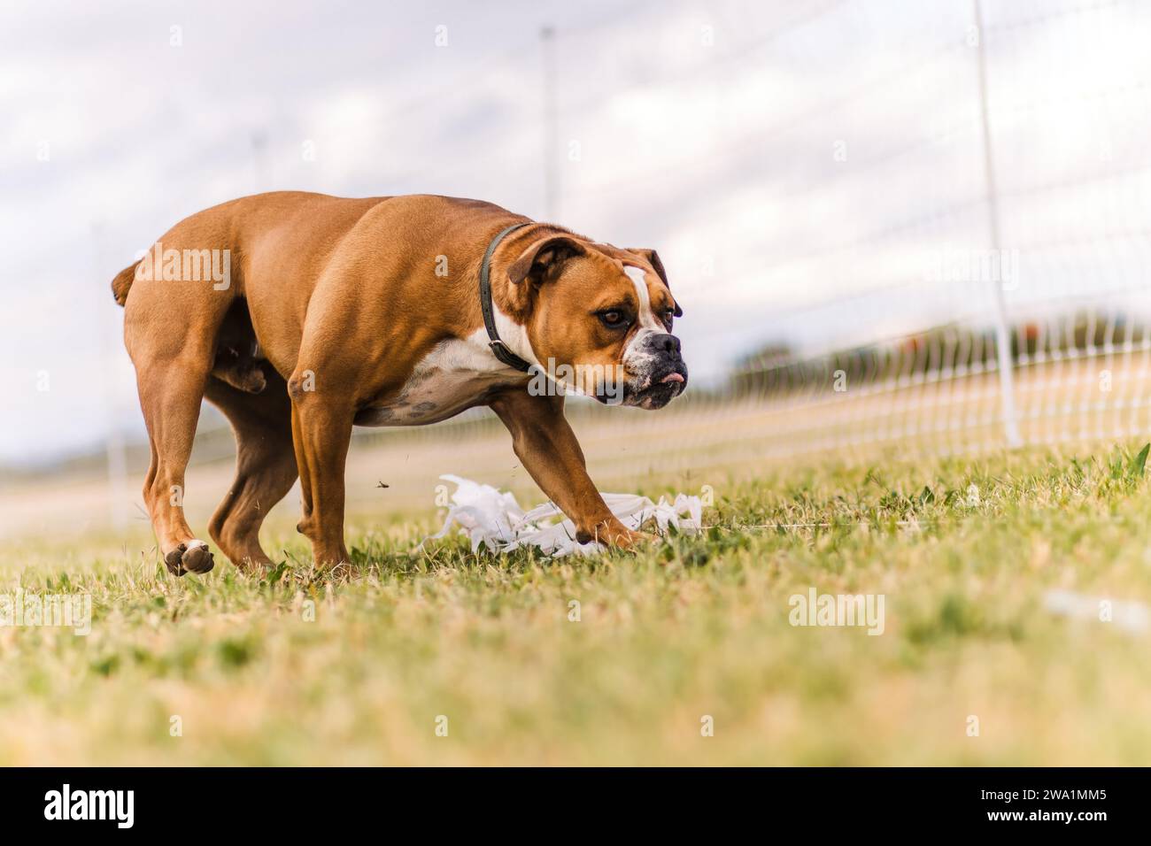 Heureux Bulldog américain collant la langue sur la journée nuageuse dans l'herbe Banque D'Images